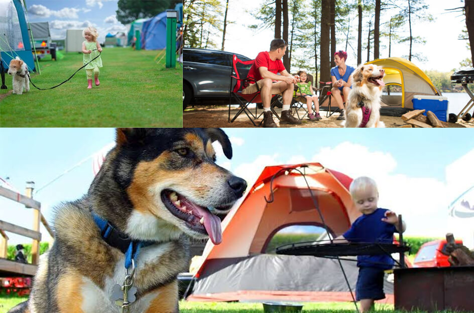 Hendra Holiday Park is Dog Friendly Place